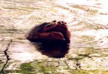 Có "Tam đại đồng đường" nhà Rùa ở Hồ Gươm?