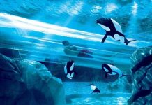 8 máng trượt gây phấn khích nhất thế giới