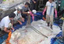 Cá mặt trăng khổng lồ về đến bảo tàng Cá mặt trăng khổng lồ về đến bảo tàng