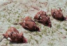 Kỳ dị cảnh động vật bị "điểm huyệt" phơi bụng