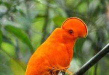 Gà đá lông cam Gà đá lông cam