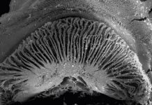 Cá hút thịt san hô bằng nụ hôn tử thần Cá hút thịt san hô bằng nụ hôn tử thần