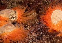 Phát hiện quần thể sò lửa lớn nhất thế giới