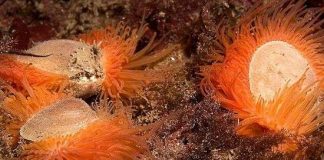 Phát hiện quần thể sò lửa lớn nhất thế giới