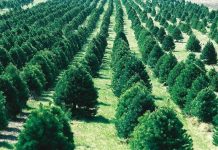 Kỷ lục thế giới: Trồng 66 triệu cái cây trong vòng 12 tiếng