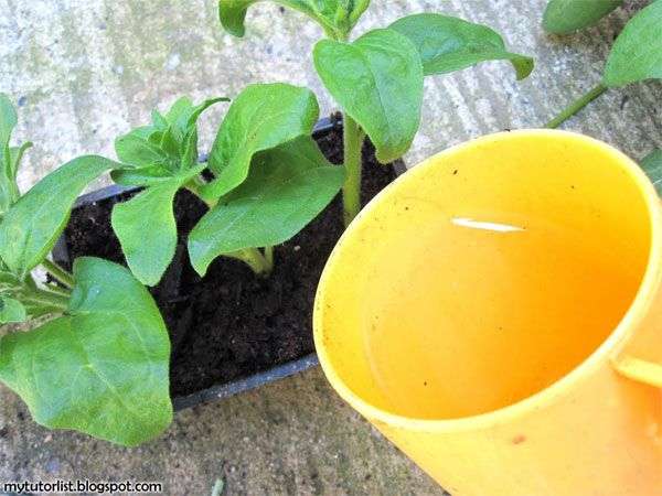 Kỹ thuật trồng hoa dạ yến thảo bằng cành