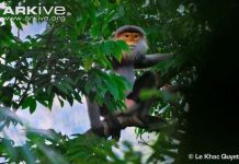 Các loài voọc quý hiếm ở Việt Nam