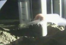 Loài cá sống sâu nhất thế giới Loài cá sống sâu nhất thế giới