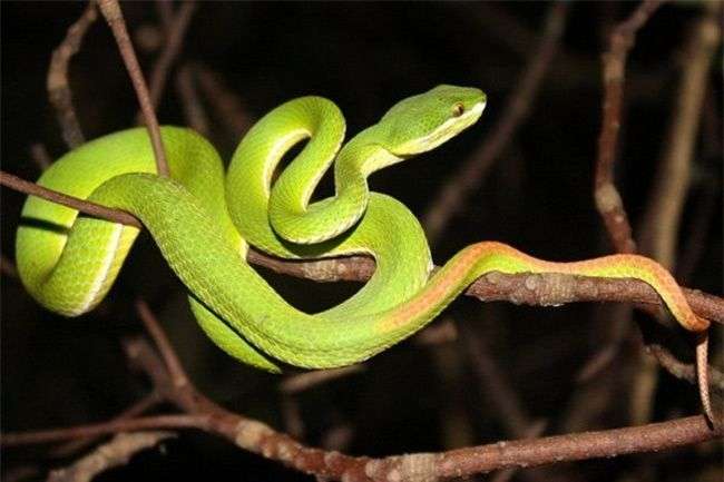 Những loài rắn độc ở Việt Nam