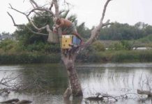 Xem chim lạ mặt khỉ ở Trà Vinh