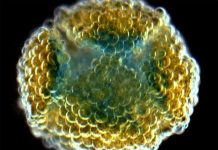 Phát minh vật liệu giống mô sống bằng máy in 3D