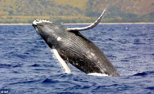 Cá voi lưng xám nguy cơ tuyệt chủng vì bia