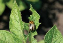 Côn trùng có thể tìm ra cây nhiễm virus