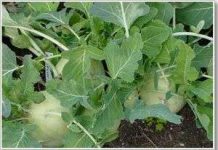 Công nghệ sản xuất rau không cần đất