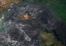 Những hiện tượng kỳ lạ sau thiên tai