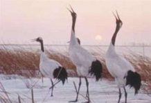 Hạc mũ đỏ Grus Japonensis Hạc mũ đỏ Grus Japonensis