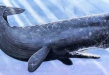 Sự thật: Cá voi trong tiếng Anh được gọi là "cá tinh trùng", vì sao thế?