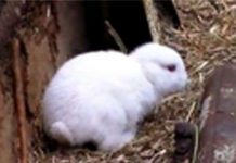 Thỏ không tai xuất hiện gần nhà máy hạt nhân Nhật Thỏ không tai xuất hiện gần nhà máy hạt nhân Nhật