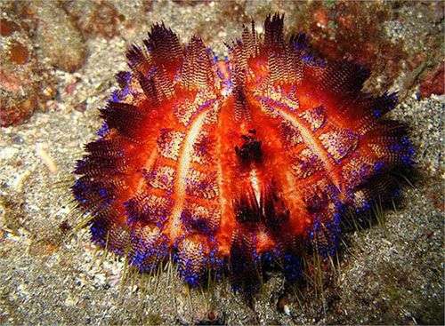 Những “đốm lửa” đáng sợ trong lòng đại dương