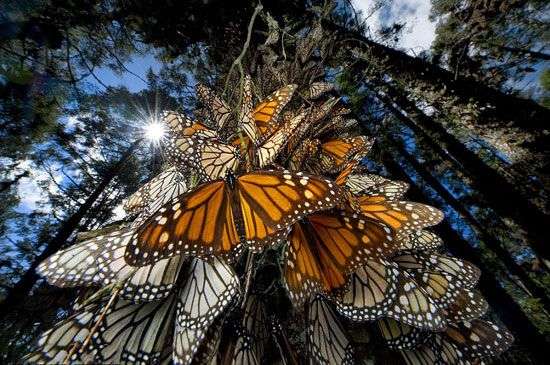 Thung lũng bướm vua kỳ ảo tại châu Mỹ