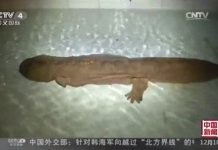 Kỳ nhông "hóa thạch sống" mắc kẹt hai năm trong đường ống cống