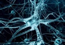 Đột phá: Tìm ra phương pháp "thay não" để điều trị các bệnh về thần kinh