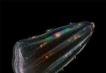 Tổ tiên của loài người là sứa? Tổ tiên của loài người là sứa?