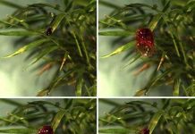 Tại sao cây trồng tăng dịch bệnh sau mưa? Tại sao cây trồng tăng dịch bệnh sau mưa?