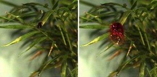 Tại sao cây trồng tăng dịch bệnh sau mưa?