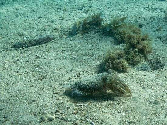 Khám phá tài năng biến hình của cá mực