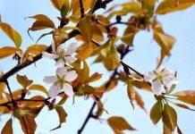 Người Nhật phát sốt với cây anh đào “thần kỳ” từ vũ trụ Người Nhật phát sốt với cây anh đào "thần kỳ" từ vũ trụ