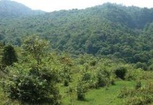 Phát hiện loài “chuột chù cây” mới ở Sa Pa Phát hiện loài “chuột chù cây” mới ở Sa Pa