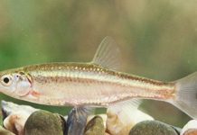 Cá đực trộm trứng của con cái để tự nhân bản