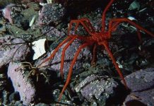 Nhện biển khổng lồ ở Nam Cực