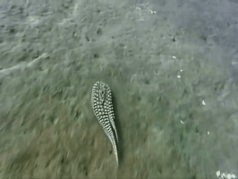 Nguyên mẫu đời thật “cực xịn” của bạch tuộc Hank trong bom tấn Finding Dory