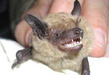 Loài dơi ở Mỹ đang đối mặt nguy cơ bị tuyệt chủng