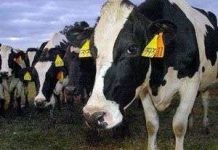 Hàn Quốc nhân bản bò cái bằng kỹ thuật đông lạnh Hàn Quốc nhân bản bò cái bằng kỹ thuật đông lạnh