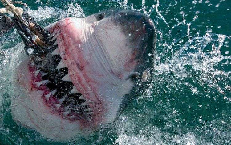 Cá mập trắng lớn nhất thế giới dài hơn 6m