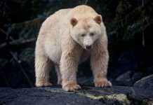 Những sự thật thú vị về loài gấu ít người biết đến
