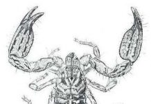 Thêm một loài bò cạp được phát hiện tại Việt Nam Thêm một loài bò cạp được phát hiện tại Việt Nam