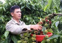 Dùng phân NPK nhả chậm và giữ ẩm cho cây trồng