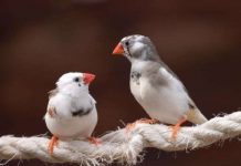 Luyện tập và ngủ giúp chim hót hay hơn Luyện tập và ngủ giúp chim hót hay hơn