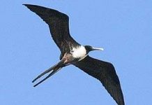 Vì sao chim có thể bay mãi mà không biết mỏi?