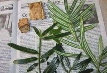 Phát hiện được quần thể cây hạt trần quý hiếm