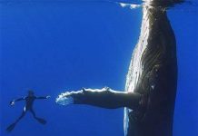 Độc đáo cảnh cá voi lưng gù bắt tay thợ lặn