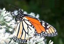 Mêxicô: nơi trú đông lý tưởng của loài bướm vua (Danaus plexippus)