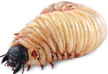 Côn trùng có bị béo phì hay không? Côn trùng có bị béo phì hay không?