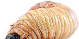 Côn trùng có bị béo phì hay không?