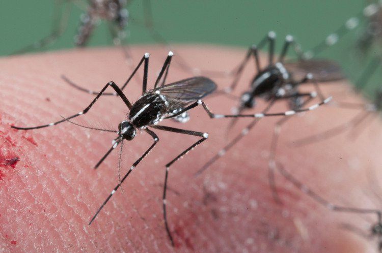 10 điều thú vị về loài muỗi