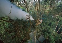 Lớp động vật đông nhất Trái đất suy giảm nghiêm trọng